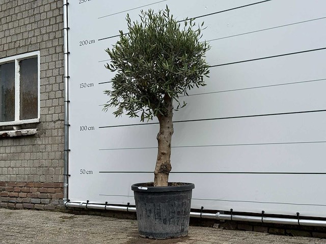 Olijfboom bolvorm - olea europaea - ca. 40 jaar oud - hoogte ca. 200 cm - afbeelding 3 van  5