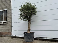 Olijfboom bolvorm - olea europaea - ca. 40 jaar oud - hoogte ca. 200 cm - afbeelding 3 van  5