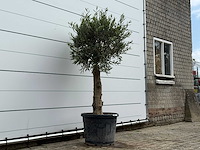 Olijfboom bolvorm - olea europaea - ca. 40 jaar oud - hoogte ca. 200 cm - afbeelding 1 van  5