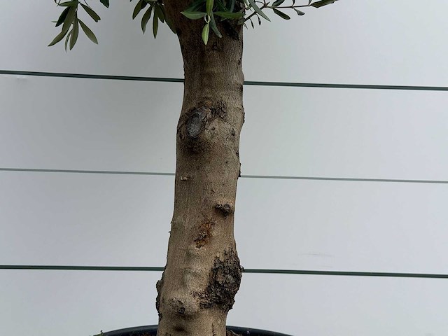 Olijfboom bolvorm - olea europaea - ca. 40 jaar oud - hoogte ca. 200 cm - afbeelding 2 van  5