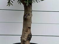 Olijfboom bolvorm - olea europaea - ca. 40 jaar oud - hoogte ca. 200 cm - afbeelding 2 van  5