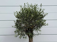 Olijfboom bolvorm - olea europaea - ca. 40 jaar oud - hoogte ca. 200 cm - afbeelding 4 van  5