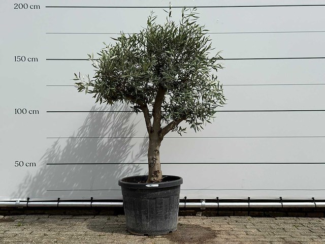 Olijfboom bolvorm - olea europaea - ca. 40 jaar oud - hoogte ca. 200 cm - afbeelding 1 van  5
