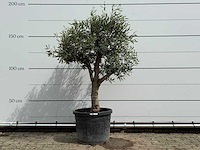 Olijfboom bolvorm - olea europaea - ca. 40 jaar oud - hoogte ca. 200 cm - afbeelding 1 van  5