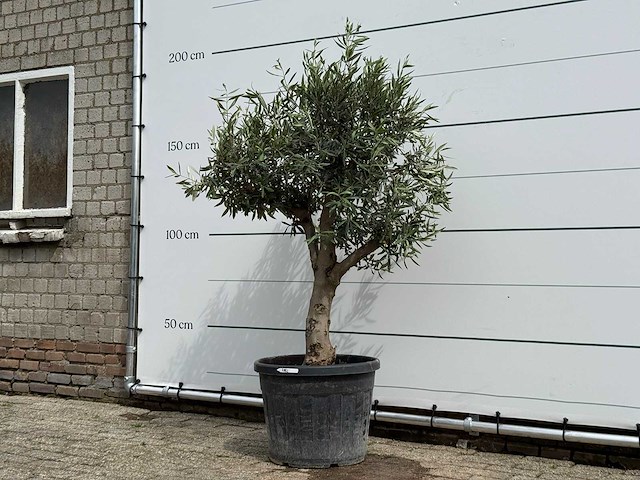 Olijfboom bolvorm - olea europaea - ca. 40 jaar oud - hoogte ca. 200 cm - afbeelding 2 van  5