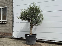 Olijfboom bolvorm - olea europaea - ca. 40 jaar oud - hoogte ca. 200 cm - afbeelding 2 van  5