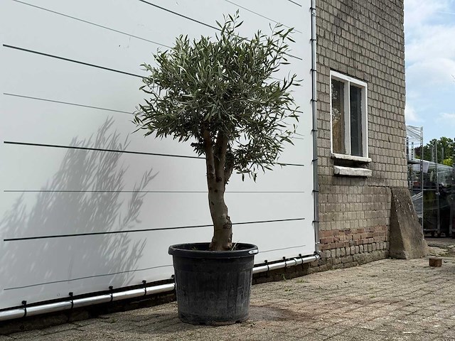Olijfboom bolvorm - olea europaea - ca. 40 jaar oud - hoogte ca. 200 cm - afbeelding 3 van  5
