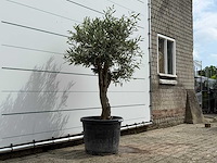 Olijfboom bolvorm - olea europaea - ca. 40 jaar oud - hoogte ca. 200 cm - afbeelding 3 van  5