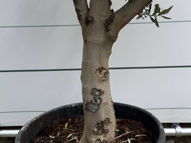 Olijfboom bolvorm - olea europaea - ca. 40 jaar oud - hoogte ca. 200 cm - afbeelding 4 van  5