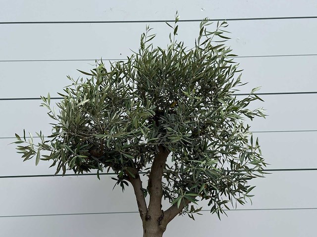 Olijfboom bolvorm - olea europaea - ca. 40 jaar oud - hoogte ca. 200 cm - afbeelding 5 van  5