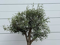 Olijfboom bolvorm - olea europaea - ca. 40 jaar oud - hoogte ca. 200 cm - afbeelding 5 van  5