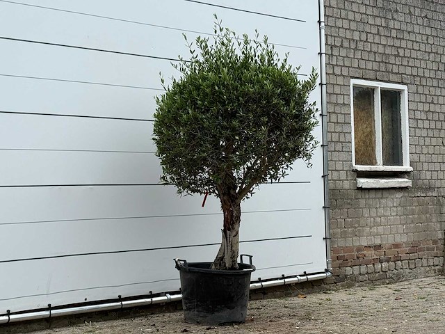 Olijfboom bolvorm - olea europaea - ca. 40 jaar oud - hoogte ca. 200 cm - afbeelding 1 van  1