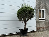 Olijfboom bolvorm - olea europaea - ca. 40 jaar oud - hoogte ca. 200 cm - afbeelding 1 van  1