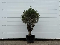 Olijfboom bolvorm - olea europaea - ca. 40 jaar oud - hoogte ca. 200 cm