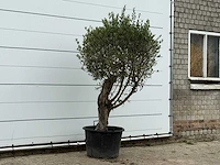 Olijfboom bolvorm - olea europaea - ca. 40 jaar oud - hoogte ca. 200 cm - afbeelding 3 van  3