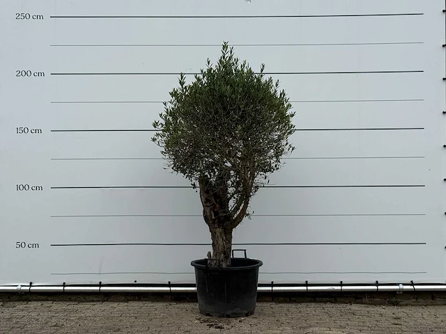 Olijfboom bolvorm - olea europaea - ca. 40 jaar oud - hoogte ca. 210 cm - afbeelding 1 van  3