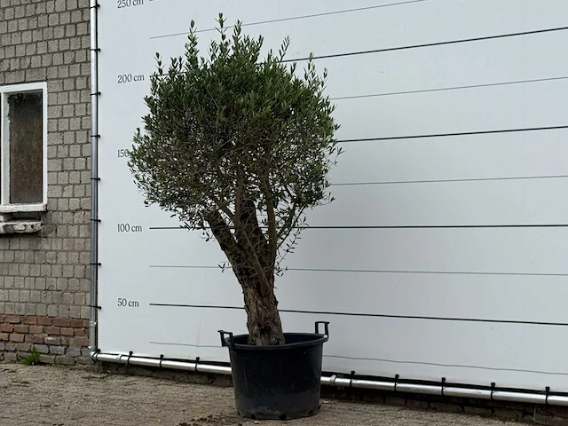 Olijfboom bolvorm - olea europaea - ca. 40 jaar oud - hoogte ca. 210 cm - afbeelding 2 van  3
