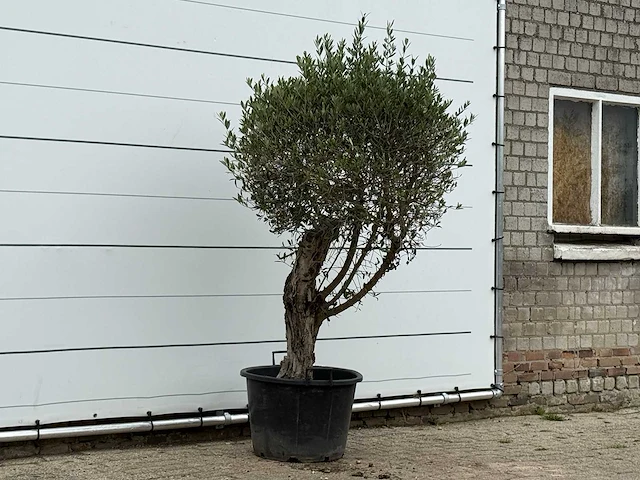 Olijfboom bolvorm - olea europaea - ca. 40 jaar oud - hoogte ca. 210 cm - afbeelding 3 van  3