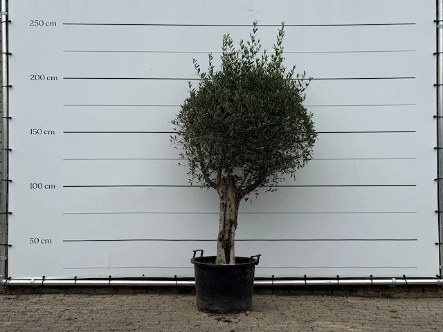 Olijfboom bolvorm - olea europaea - ca. 40 jaar oud - hoogte ca. 230 cm - afbeelding 1 van  3