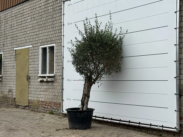 Olijfboom bolvorm - olea europaea - ca. 40 jaar oud - hoogte ca. 230 cm - afbeelding 2 van  3