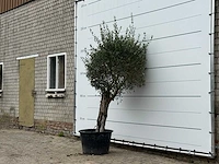 Olijfboom bolvorm - olea europaea - ca. 40 jaar oud - hoogte ca. 230 cm - afbeelding 2 van  3