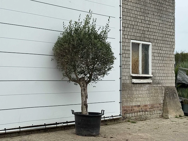 Olijfboom bolvorm - olea europaea - ca. 40 jaar oud - hoogte ca. 230 cm - afbeelding 3 van  3
