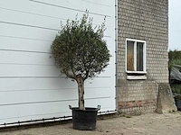 Olijfboom bolvorm - olea europaea - ca. 40 jaar oud - hoogte ca. 230 cm - afbeelding 3 van  3