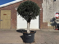 Olijfboom bolvorm - olea europaea - hoogte ca. 180 cm - afbeelding 1 van  9