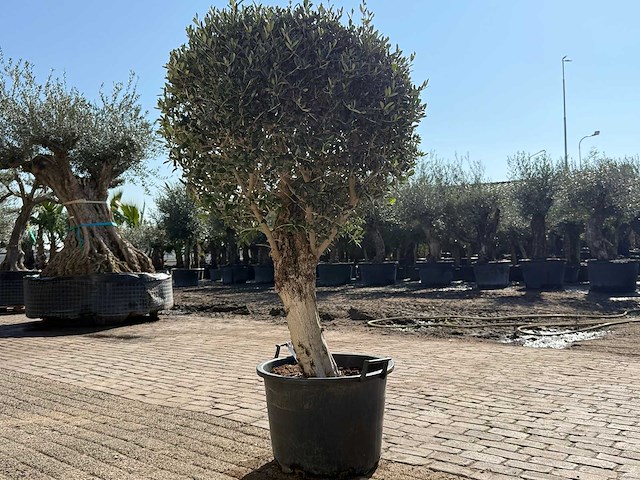 Olijfboom bolvorm - olea europaea - hoogte ca. 180 cm - afbeelding 4 van  9