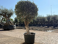 Olijfboom bolvorm - olea europaea - hoogte ca. 180 cm - afbeelding 4 van  9