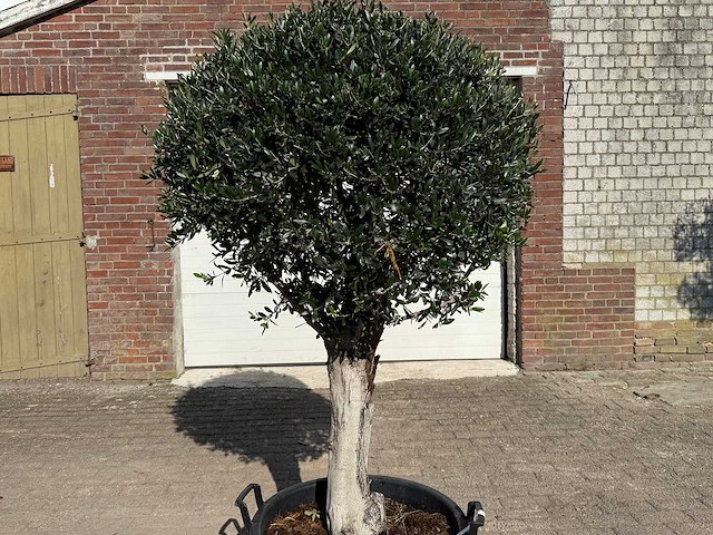 Olijfboom bolvorm - olea europaea - hoogte ca. 180 cm - afbeelding 6 van  9