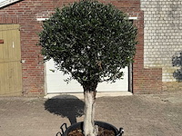 Olijfboom bolvorm - olea europaea - hoogte ca. 180 cm - afbeelding 6 van  9