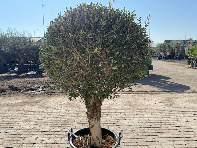 Olijfboom bolvorm - olea europaea - hoogte ca. 180 cm - afbeelding 8 van  9