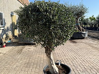 Olijfboom bolvorm - olea europaea - hoogte ca. 180 cm - afbeelding 9 van  9