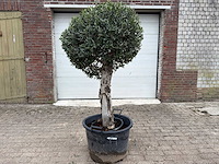 Olijfboom bolvorm - olea europaea - hoogte ca. 180 cm - afbeelding 1 van  8