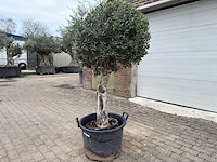 Olijfboom bolvorm - olea europaea - hoogte ca. 180 cm - afbeelding 2 van  8