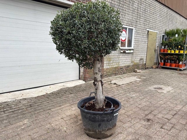 Olijfboom bolvorm - olea europaea - hoogte ca. 180 cm - afbeelding 3 van  8