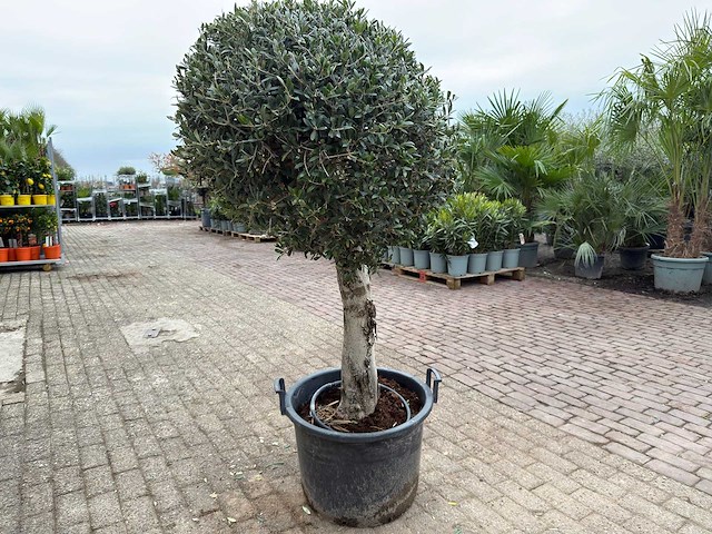 Olijfboom bolvorm - olea europaea - hoogte ca. 180 cm - afbeelding 4 van  8