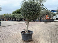 Olijfboom bolvorm - olea europaea - hoogte ca. 180 cm - afbeelding 5 van  8