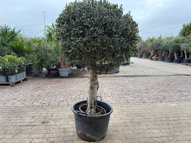 Olijfboom bolvorm - olea europaea - hoogte ca. 180 cm - afbeelding 6 van  8