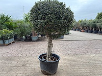 Olijfboom bolvorm - olea europaea - hoogte ca. 180 cm - afbeelding 6 van  8