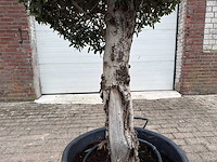 Olijfboom bolvorm - olea europaea - hoogte ca. 180 cm - afbeelding 7 van  8