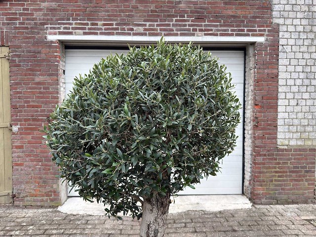 Olijfboom bolvorm - olea europaea - hoogte ca. 180 cm - afbeelding 8 van  8
