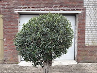 Olijfboom bolvorm - olea europaea - hoogte ca. 180 cm - afbeelding 8 van  8