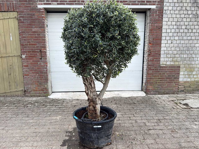 Olijfboom bolvorm - olea europaea - hoogte ca. 180 cm - afbeelding 1 van  8