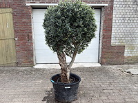 Olijfboom bolvorm - olea europaea - hoogte ca. 180 cm - afbeelding 1 van  8
