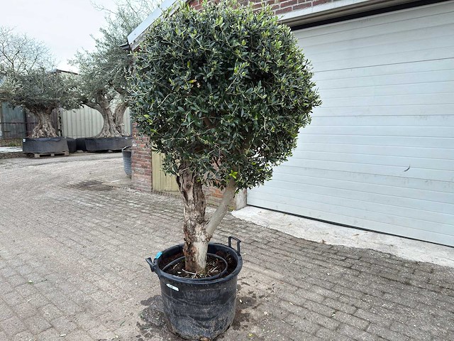 Olijfboom bolvorm - olea europaea - hoogte ca. 180 cm - afbeelding 2 van  8