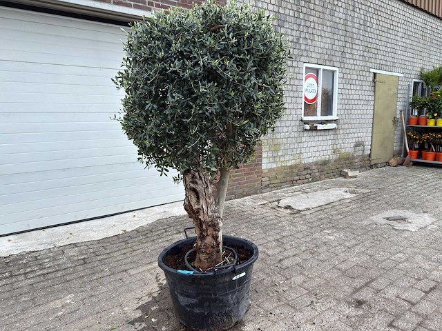 Olijfboom bolvorm - olea europaea - hoogte ca. 180 cm - afbeelding 3 van  8