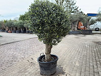 Olijfboom bolvorm - olea europaea - hoogte ca. 180 cm - afbeelding 4 van  8