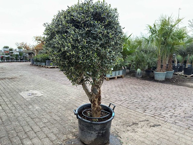 Olijfboom bolvorm - olea europaea - hoogte ca. 180 cm - afbeelding 5 van  8